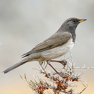 Dark/Black-throated Thrush